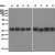 Western Blot: 14-3-3 zeta/delta Antibody (EPR6379) [NBP1-95196] (A) HeLa, (B) SH-SY5Y, (C) Raji, (D) HepG2, (E) C6, (F) Raw264.7, (G) PC-12, and (H) NIH/3T3 cell lysates using anti-14-3-3 zeta/delta.